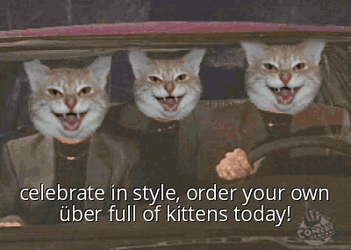 Order Your Own Uber Full Of Kittens Today GIF