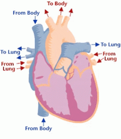 Organ Function In Circulatory System GIF