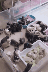 Organized Peaceful Herding Cats At Home  GIF