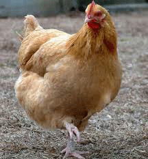 Orpington Chicken Dance In The Farm GIF