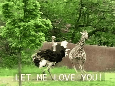 Ostrich And Giraffe Standing Together Let Me Love You GIF