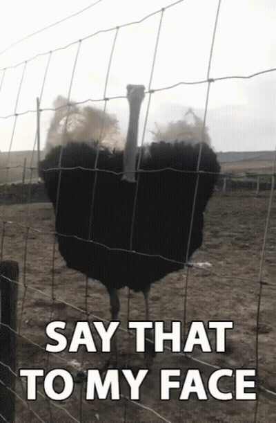 Ostrich Behind Wire Fence Say That To My Face GIF