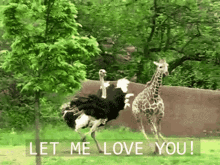 Ostrich Chasing A Giraffe