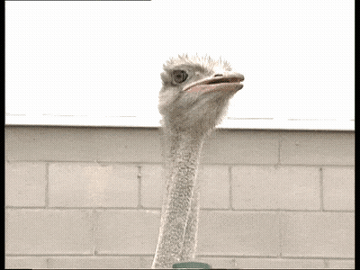 Ostrich Close Up With Mouth Open GIF