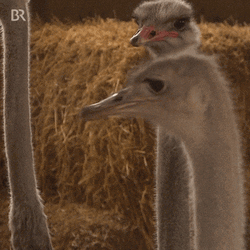 Ostrich Flexing Its Long Neck GIF