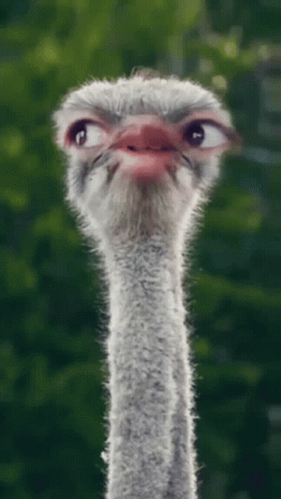 Ostrich Head And Neck Green Background GIF