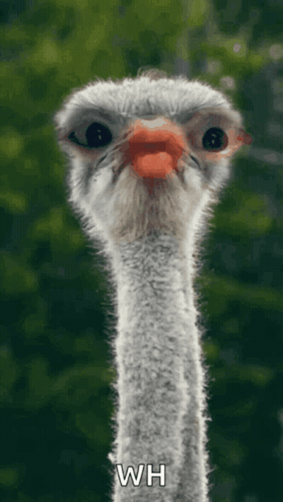 Ostrich Head And Neck Saying Wh GIF