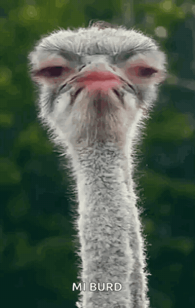 Ostrich Head And Neck With Red Beak GIF