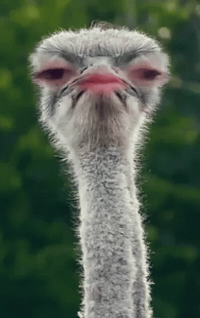 Ostrich Head Red Beak Looking At Camera GIF