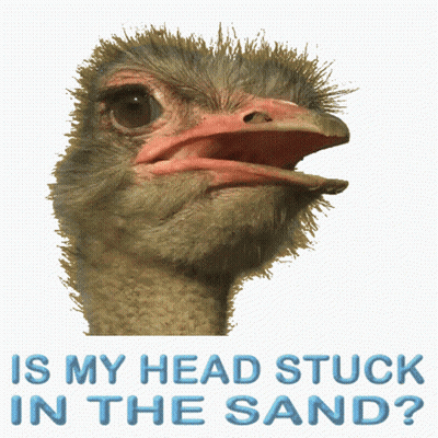 Ostrich Head Stuck In Sand GIF