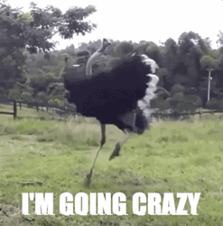 Ostrich I'm Going Crazy