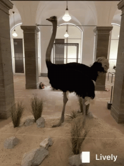 Ostrich In Museum With Lively GIF