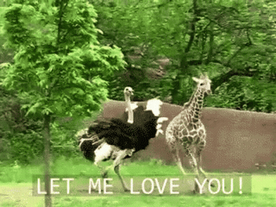 Ostrich Next To Giraffe Saying Let Me Love You GIF