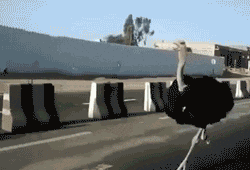 Ostrich Overtaking Random Car GIF