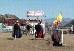 Ostrich Raced With Carriage Inside Fenced Lawn GIF