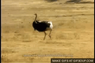 Ostrich Running On Sandy Beach Make Gifs GIF