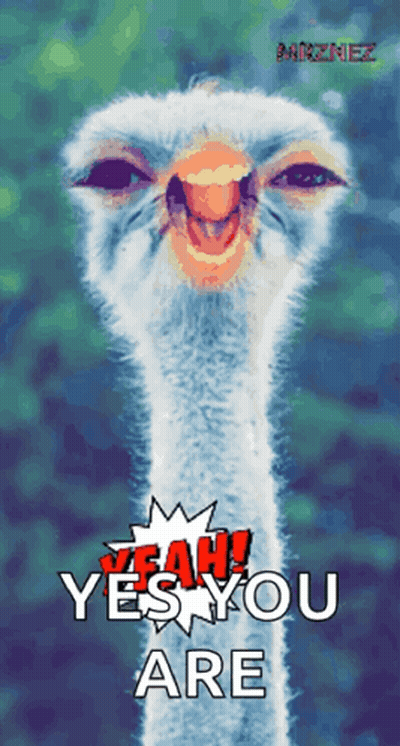Ostrich Saying Yeah Yes You Are GIF