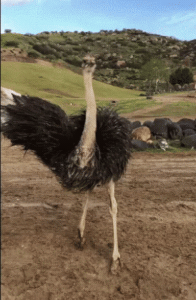 Ostrich Standing In Dirt Field With Feathers Spread GIF