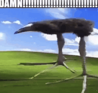 Ostrich Standing In Field GIF