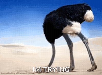 Ostrich Standing In Sand Saying Im Trying GIF
