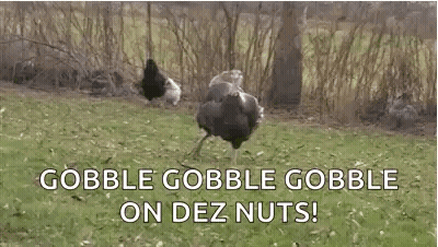 Ostrich Standing On Grass Covered Field GIF