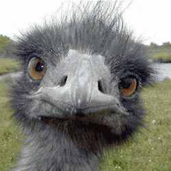 Ostrich What GIF