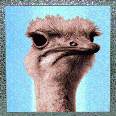 Ostrich With Eyes Closed GIF