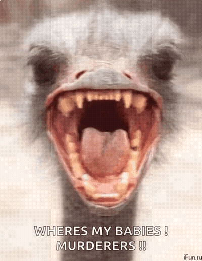 Ostrich With Open Mouth Wheres My Babies GIF