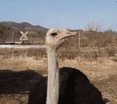 Ostrich With Red Beak In Field With Windmill GIF