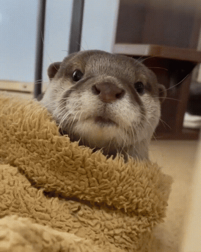 Otter Close Up GIF