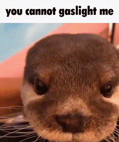 Otter Close Up You Cannot Gaslight Me GIF