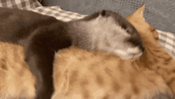 Otter Cuddling With Cat