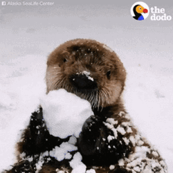 Otter Eating Snow GIF