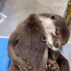 Otter Embracing Each Other
