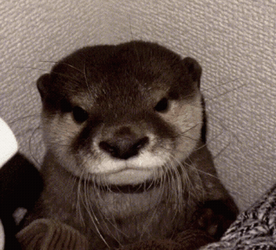 Otter Face With Serious Expression GIF