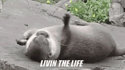 Otter Living The Life Dreaming