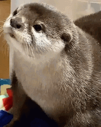 Otter Looking Motionless