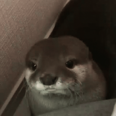 Otter Looking Out Of Hole In Wall GIF