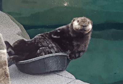 Otter Lying In Black Container GIF
