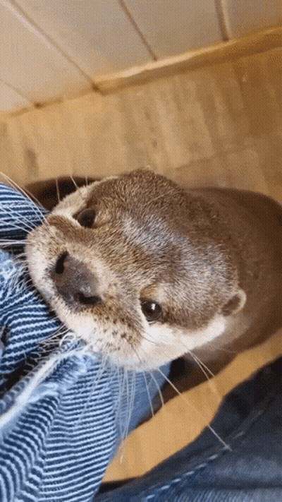Otter Lying On Someone's Leg GIF