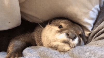 Otter Lying Under Pillow On Bed GIF