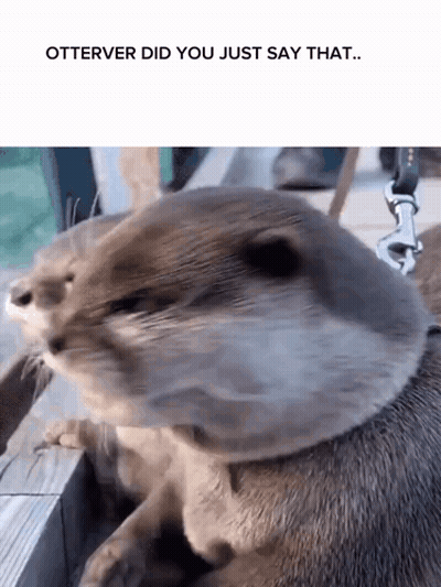 Otter On Leash Otter Did You Just Say That GIF