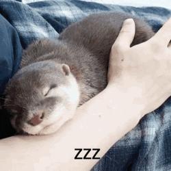Otter Sleeping On Lap GIF