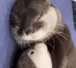Otter Sleeping With Toy