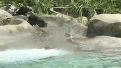 Otter Sliding At Water Park