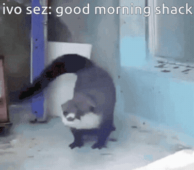 Otter Walking In Front Of Window Saying Good Morning Shack GIF
