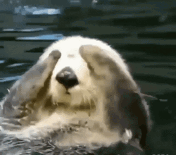 Otter Washing Face