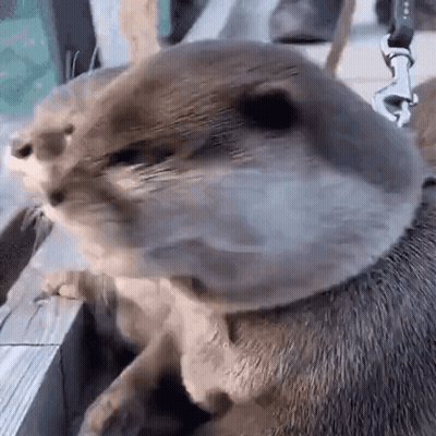 Otter Wearing Leash GIF