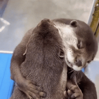 Otters Hugging On Blue Table GIF
