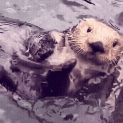 Otters Standing On Hind Legs Looking At Camera GIF
